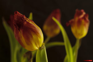 Tulip Stamen 2103-11